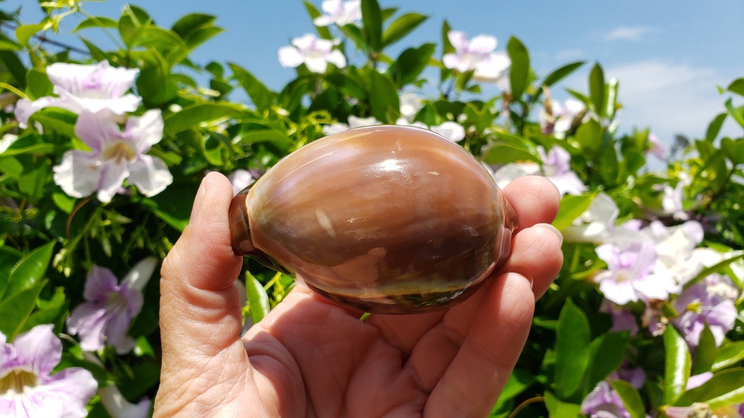 3 Purple Top Tiger Cowrie Seashell 1 Shell Purple Top Tiger Cowry Shell ...