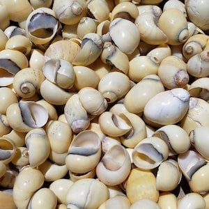 0.5-0.875&quot; Yellow Nerita Snail Seashells (10 Shells) - Craft Shells - Nerite