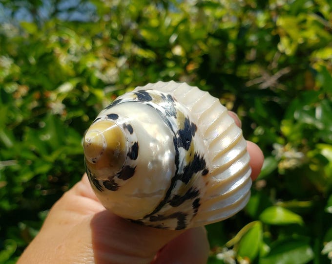 Magpie Shells 2.125