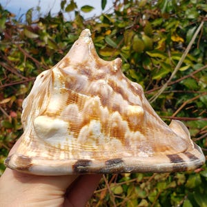 May include: A large, brown and white seashell with a pointed top and a wide, flat base. The shell has a textured surface and a pattern of brown stripes.