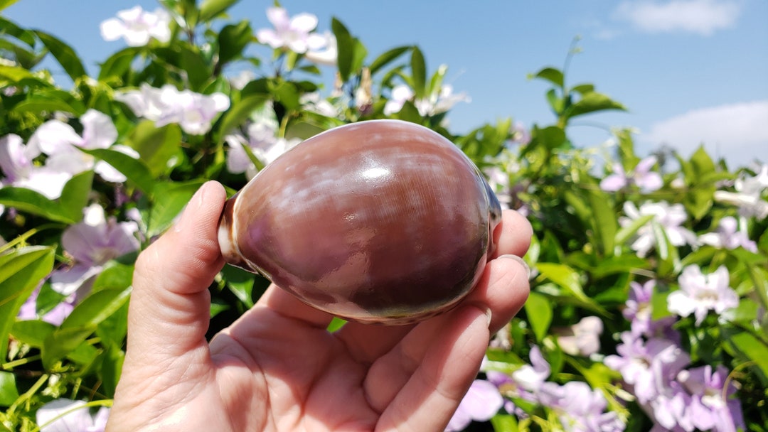 2.875 Purple Top Tiger Cowrie Seashell 1 Shell Purple Top Tiger Cowry ...