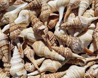 2.5-3.75" Turrid/Turris Seashells (3 Shells)