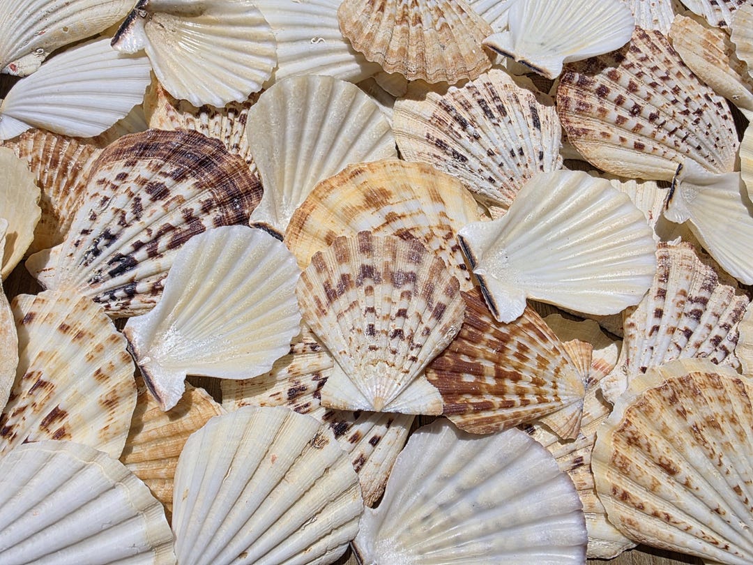Radula Shells 2.25-3.25
