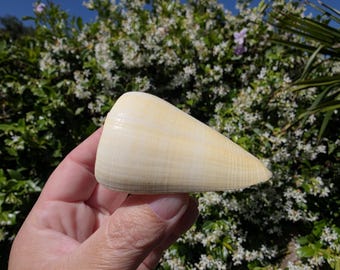 2.75" Oak Cone Seashell (1 Shell) - Conus Quercinus - **Read Item Details**
