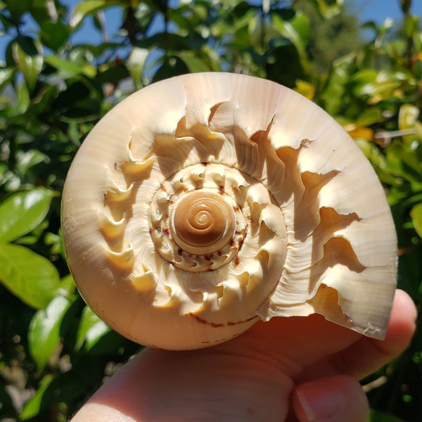 5.625" Crowned Baler Seashell (1 Shell) - Melon Diadema - Melo Diadema