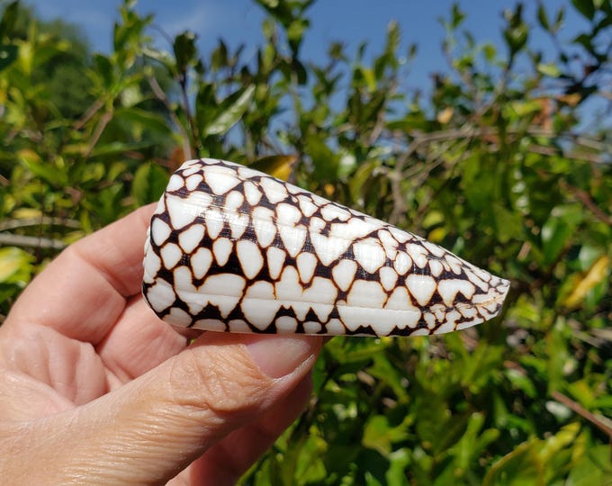 3.125" Marbled Cone Seashell (1 Shell) - Conus Marmoreus - Etsy