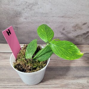 Hoya Polyneura 2.5 Inch Live Plant | Fishtail Hoya | Mermaid Tail Hoya | Free Shipping | USA Seller H