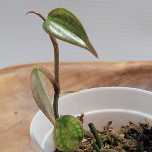 Philodendron Burle Marx Fantasy | 2.5 Inch Live Plant | Rooted Cutting | USA Seller G