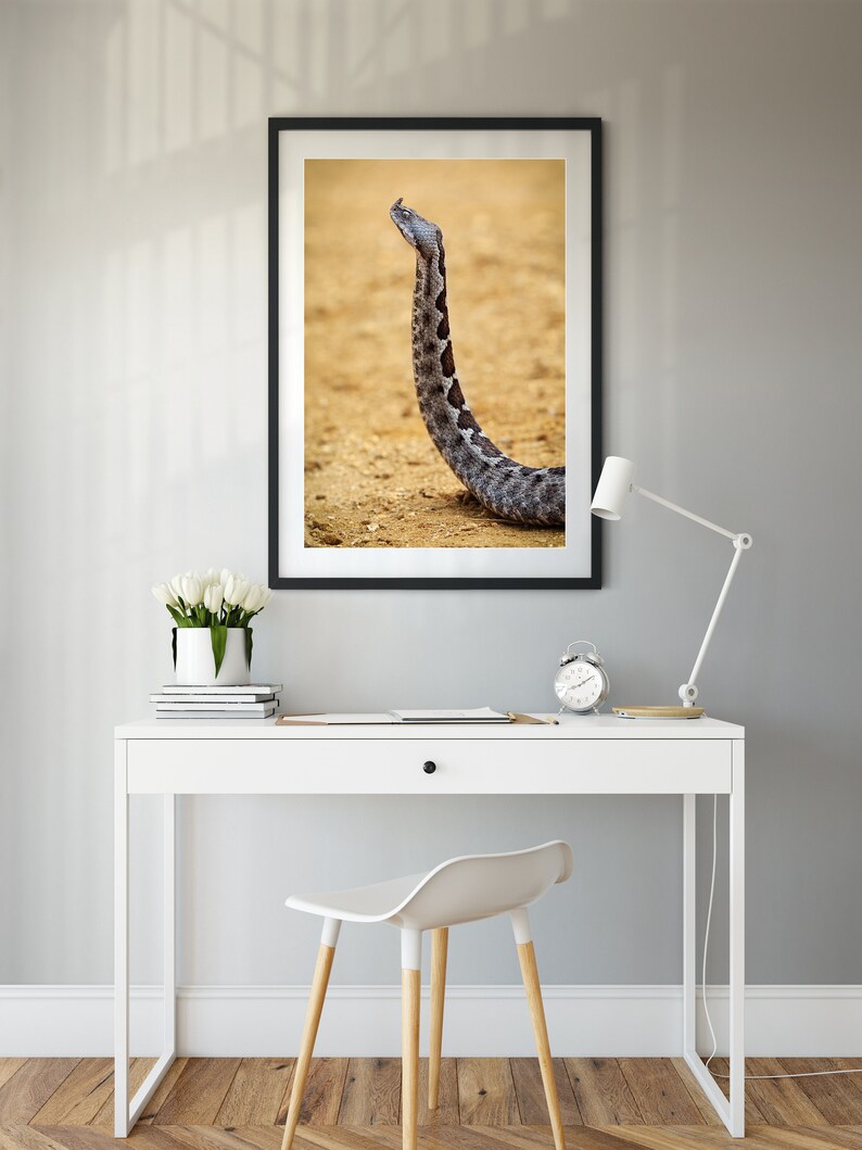 Wildlife Poster Viper close-up Snake Photo Snake Poster Wildlife Photography Nose-Horned Viper Vipera ammodytes Reptile Photography
