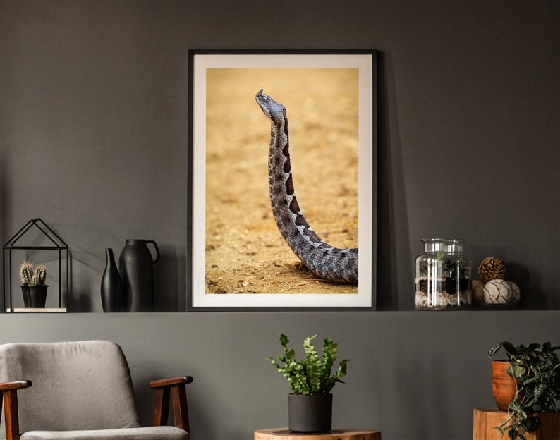 Wildlife Poster Viper close-up Snake Photo Snake Poster Wildlife Photography Nose-Horned Viper Vipera ammodytes Reptile Photography