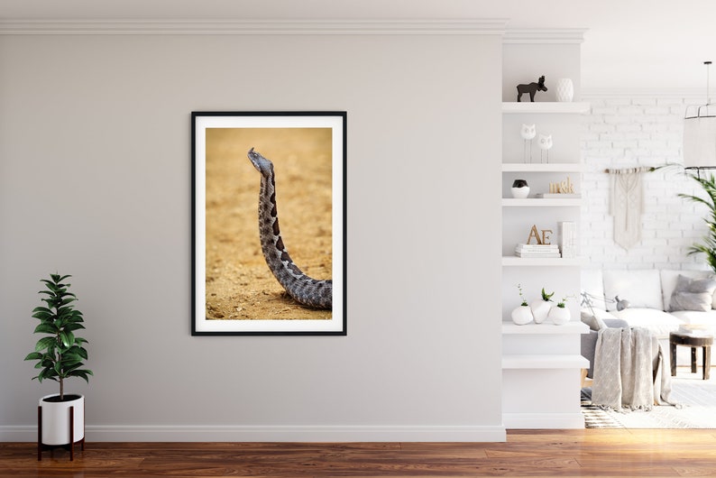 Wildlife Poster Viper close-up Snake Photo Snake Poster Wildlife Photography Nose-Horned Viper Vipera ammodytes Reptile Photography