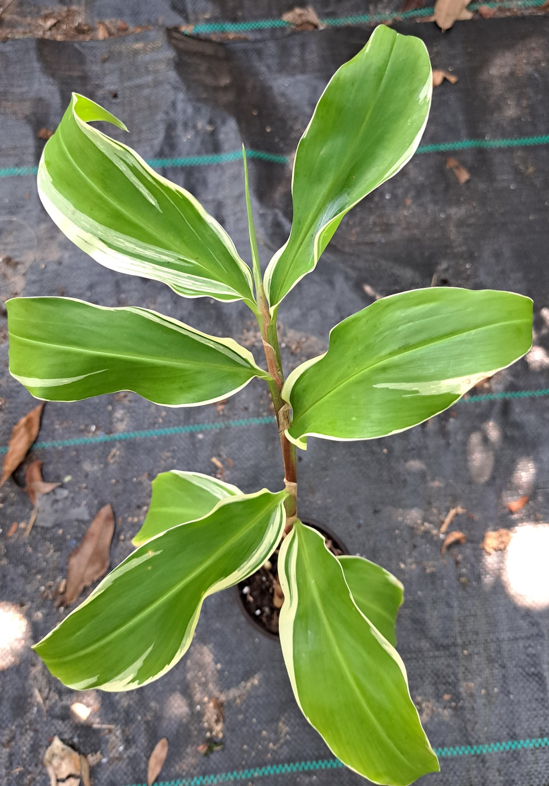 Variegated Shampoo Ginger, Pine Cone,awapuhi Etsy