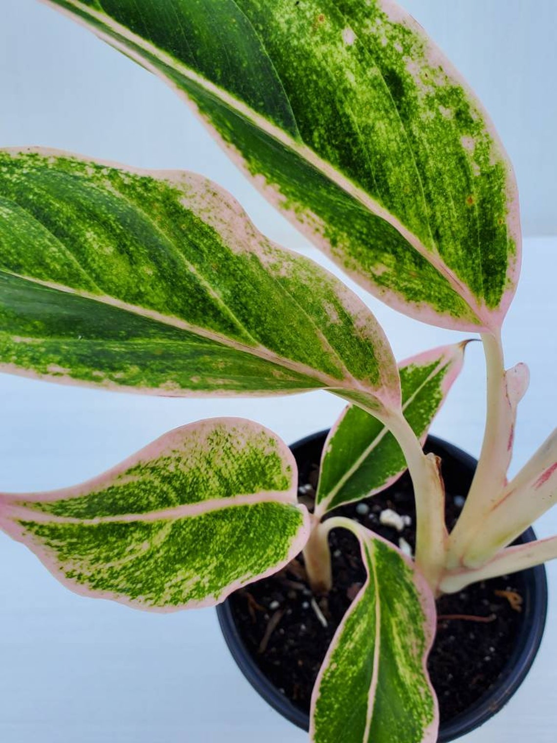 Aglaonema PINK SIAM AURORALipstick BeautifulChinese | Etsy