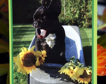 Postkarte Französische Bulldogge - Einladung - Invitation