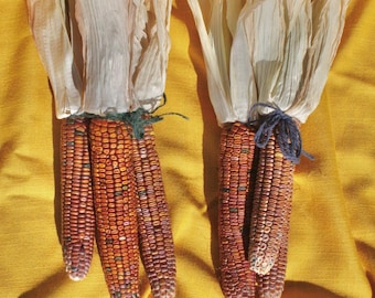 Milho ornamental em tons terrosos, feixes com 3 unidades, milho dentado em tons pastel.