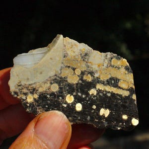 May include: A piece of rock held in a hand, showing a layered pattern. The rock has a black base with gold-colored circular and linear inclusions, topped with a beige and white section. The texture appears rough and natural.