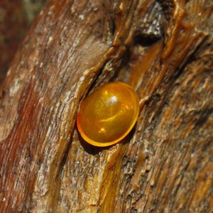 Mexican Fire Opal Cabochon, 11.6 x 9.6 mm Jelly Opal