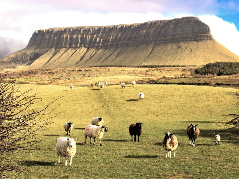 Benbulben Mountain, Ireland Photography, Irish Print, Ireland Landscape, Sheep, County Sligo image 1