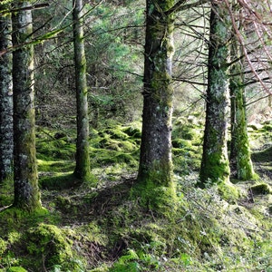 May include: A forest scene with tall, slender trees. The tree trunks are covered in green moss, and the ground is also covered in moss. The scene is bathed in sunlight, creating a natural and serene environment.