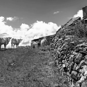 Ireland Photography, Irish Print, County Clare, Ireland, Irish Cattle, Cows, Farmhouse Print, Rural Ireland, Wall Decor
