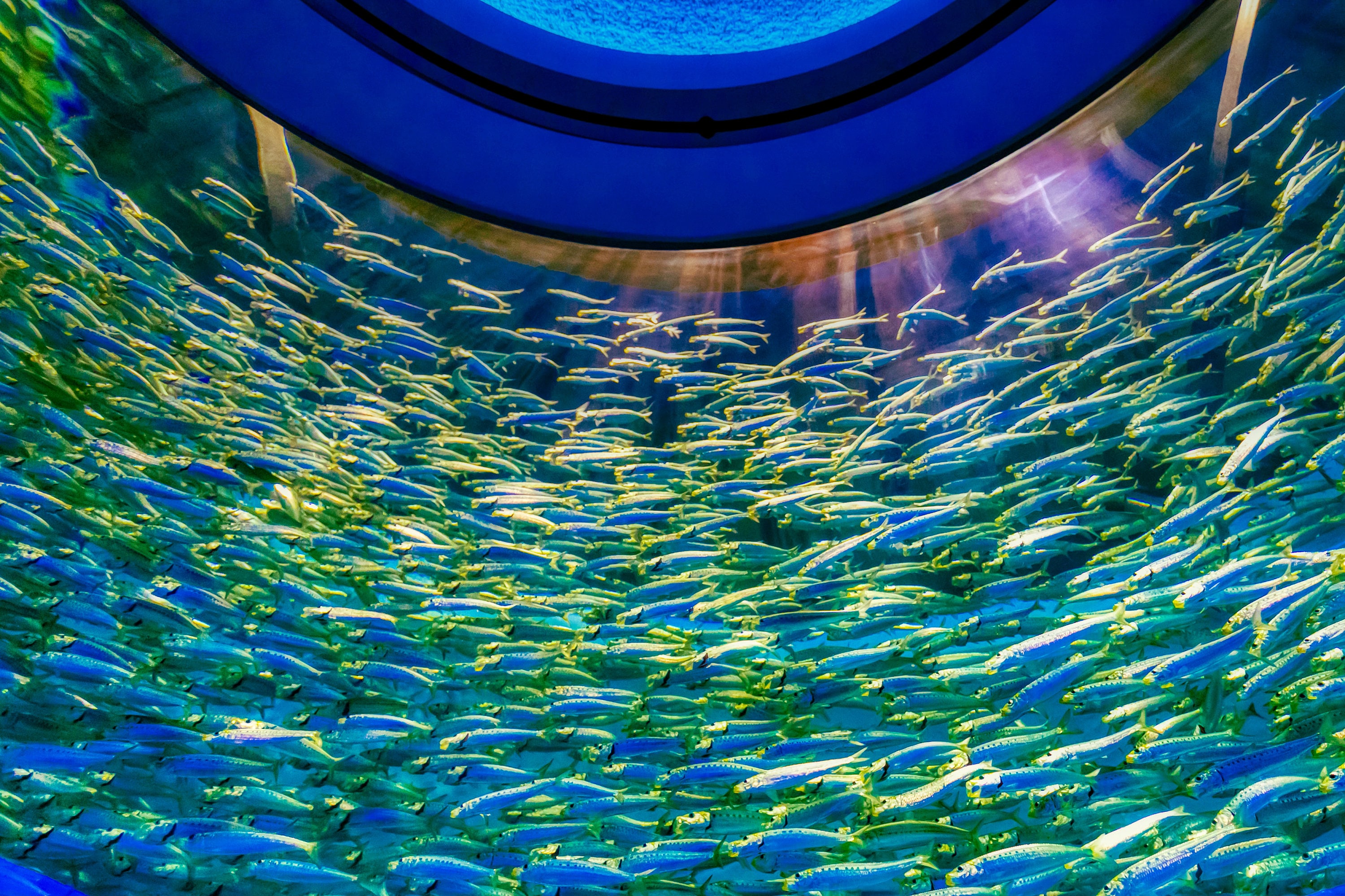 Abstract Fishes, Wall Art, Wall Decor, Fish Photo, Photography - Etsy