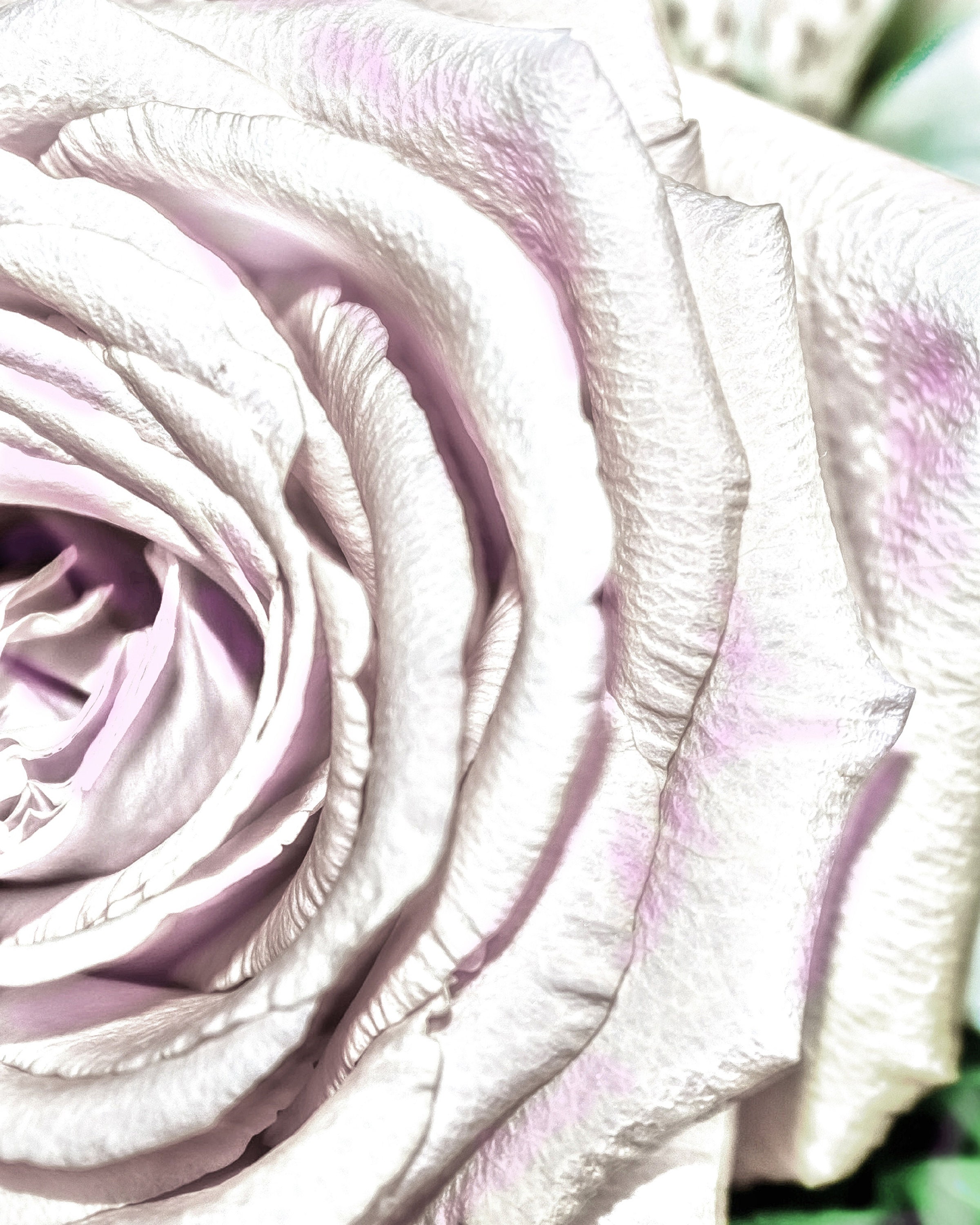 Silver And Pink Roses Silver Pink Rose, Flower Photo, Wall Art, Wall Deco, Floral Photography ...
