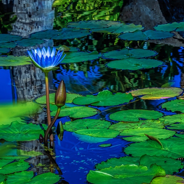 Water Lilies Photo, Flower Photography, Floral, Lily Pad