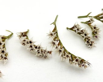 May include: A collection of dried white flower sprigs with green stems arranged on a white background.