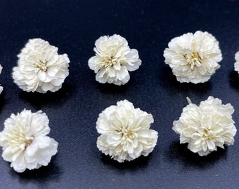Real Dried Ivory White Pearl Flowers | White dry flower Flowers resin jewelry White wedding flower Tiny flowers Natural plants