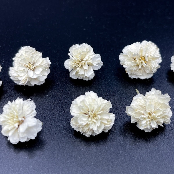 Real Dried Ivory White Pearl Flowers | White dry flower Flowers resin jewelry White wedding flower Tiny flowers Natural plants