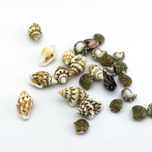 Tiny Sea Shells | Beach shells Sea home decor Craft ideas Sea crafts Mini shells Beach crafts Sea terrarium Epoxy resin jewelry Sea decors
