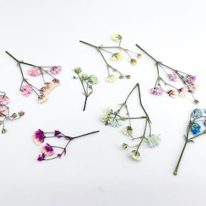 MIX of Light Colour Pressed Baby&#39;s Breath | Multicolour dried Gypsophilia Dried flowers Dried babys breath flower Preserved plants for resin