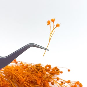 Può includere: Un mazzo di fiori secchi arancioni con un singolo stelo tenuto da una pinzetta. I fiori sono delicati e hanno un aspetto naturale e rustico.