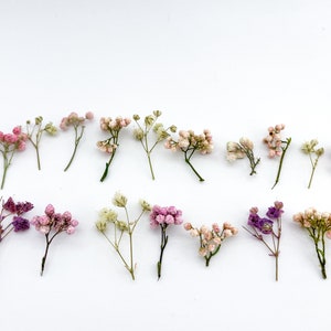 May include: A collection of dried flowers in shades of pink, white, and purple arranged in a row on a white background.