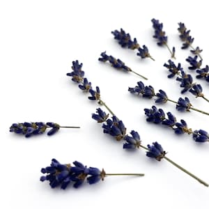 Dried Organic Lavender | Dried flowers for resin projects Real flowers Home decor Epoxy resin Tiny flower Dried flower Lavander arrangements