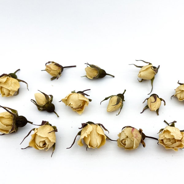 10 pcs Real Dried Small Ivory Rose Hip Buds | Rose Heads Roses for resin jewelry Herbs for resin Tiny dried roses Miniature Rose jewelry