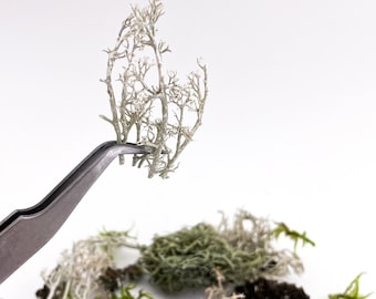 Small Forest MIX | Set of lichen and moss | Plants for resin jewelry Rustic decor Dried mini plants Terrarium Real dry moss Craft making