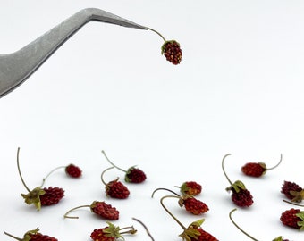 10 pcs Real Dried Wild Strawberries | Tiny dried strawberry for resin jewelry Terrarium making Hobby crafts Mini garden Packaging decor