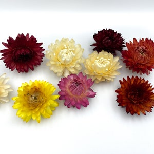 Große Helichrysum Blume | Ewige Blumen Getrocknete Strohblumen Kleine Blumen für Resin Florist Zubehör Für Harz Schmuck