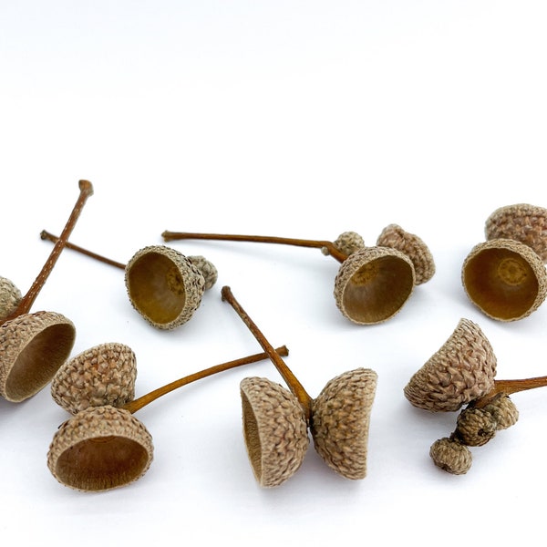 10 pcs Natural Oak Acorn Caps | Natural Real Oak Arts and Crafts Supplies Acorn Crafts Natural craft supplies Terrarium Kids Art Project