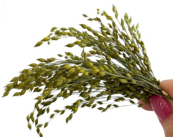 10 Stück Getrocknete natürliche Hirse Grass | Kleine Pflanzen für Resin Boho Blumen zum Basteln Blumenstängel Grün getrocknete Gräser Getrocknete Wiese