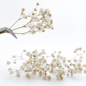 Gypsophila essiccata bianco avorio / Gypsophila essiccata Fiori secchi Decorazioni per la casa Gypsophila essiccata per gioielli in resina Terrario Sapone Fabbricazione di candele