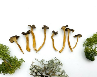 Set of MEDIUM Mushrooms | Forest Fungi Moss Resin Jewelry Little Fungus Medium fungi Dry fungus Terrarium Fairy mini garden forest