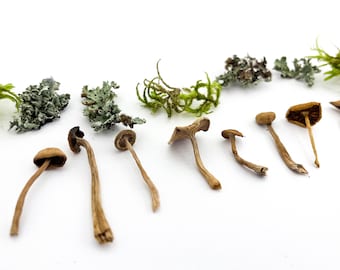 Miniatur-Pilze Aus Kunstharz – 22 Stück, Ca. 1,8–3,7 Cm – Für Feengarten, Deko & Basteln