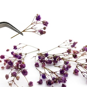 Pyjama mauve | Gypsophilie violette séchée Fleur séchée Décoration d'intérieur Gypsophile séchée pour bijoux en résine Terrarium savon Fabrication de bougies