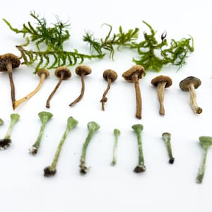 TINY FOREST MIX | Set of Moss Lichen Mushrooms Pixie Cups | Plants for resin Resin casting Rustic decor Dried mini plant Fairy Mini garden