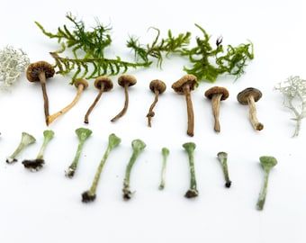 TINY FOREST MIX | Set of Moss Lichen Mushrooms Pixie Cups | Plants for resin Resin casting Rustic decor Dried mini plant Fairy Mini garden