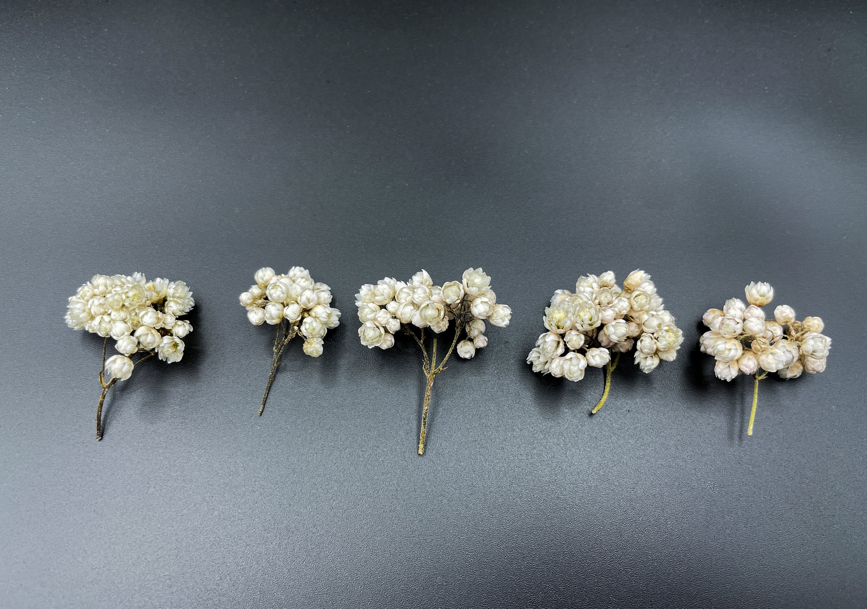 Dried Tiny Flowers 45pcs for Resin, Mini Dried Flowers for Rcrafts