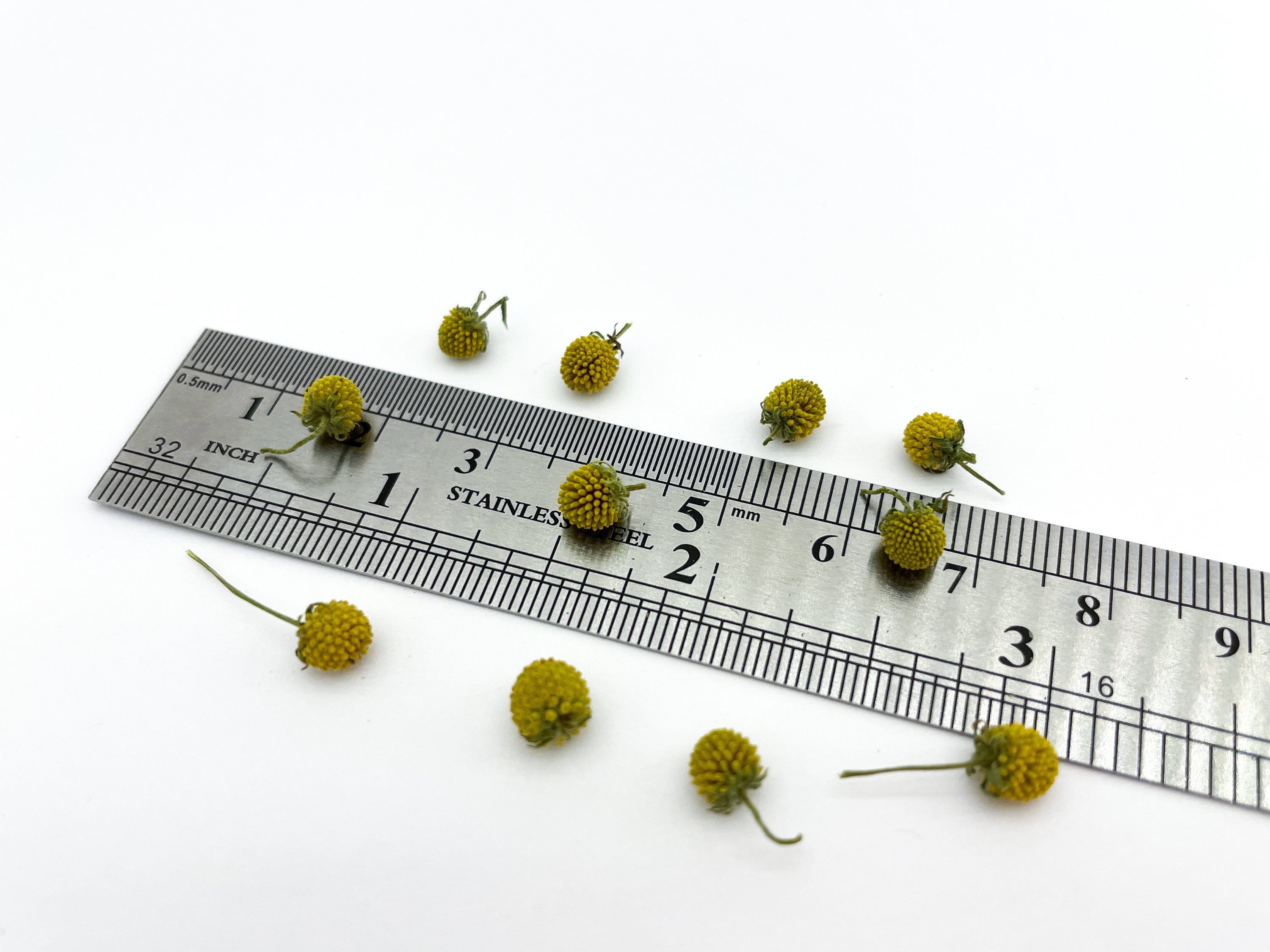 Dried Small Cephalophora Flowers Small Green flowers Tiny ...