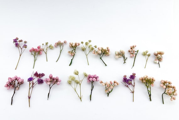 Flores secas mezcla para resina / flores secas para artesanías Mini flores  secas Flores para velas Suministro de resina Bebés aliento Gypsophila  Ozothamnus -  España